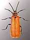 Lycid beetles (Lycidae)