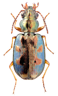 Carabidae: Bembidion (Testedium) laetum Brulle