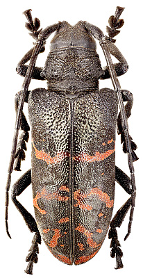 Cerambycidae: Ceroplesis militaris Gerstaecker