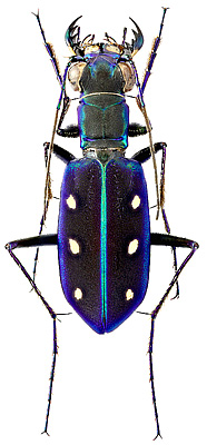 Carabidae: Cicindela (Calochroa) flavomaculata Hope