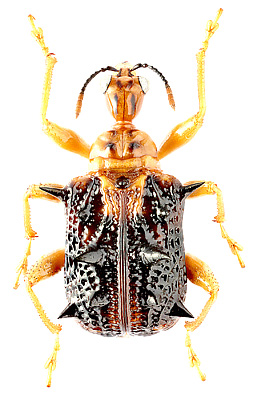 Attelabidae: Hoplapoderus hystrix (F.)