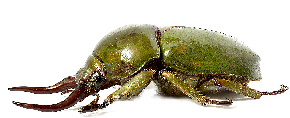Scarabaeidae: Kibakoganea koyamai (Hirasawa)