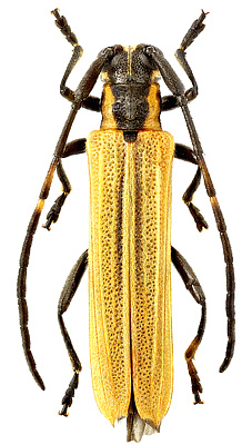 Cerambycidae: Nupserha cf. apicata Fairm.