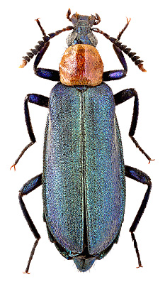 Prionoceridae: Prionocerus coeruleipennis Perty