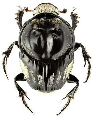 Scarabaeidae: Proagoderus gerstaeckeri (Harold, 1867)