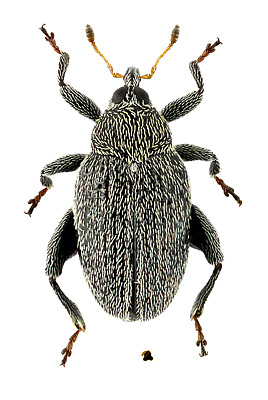 Curculionidae: Pseudorchestes pratensis (Germar, 1821)