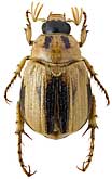 Scarabaeidae: Anomala bilineata Reitter, 1903
