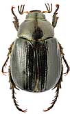 Scarabaeidae: Anomala metonidia Reitter, 1903