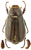 Scarabaeidae: Aplidia vagepunctata (Kraatz, 1882)