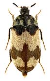 Dermestidae: Attagenus bifasciatus (Ol.)