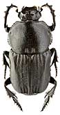 Scarabaeidae: Cheironitis haroldi (Ballion, 1871)