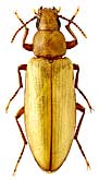 Tenebrionidae: Cyphostethe antonowi Semenov, 1889