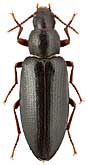 Tenebrionidae: Cyphostethe komarowii (Reitter, 1889)