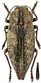Buprestidae: Dicerca obtusa Kraatz, 1882