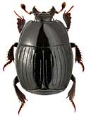 Histeridae: Hister bisexstriatus Fabricius, 1801