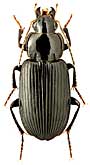 Carabidae: Idiomelas cf. nigripes (Reitter, 1894)