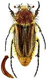 Glaphyridae: Pygopleurus rufovillosus (Rtt.)