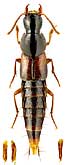 Staphylinidae: Quedius scitus (Gravenhorst, 1806)