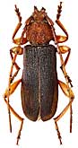 Cerambycidae: Ropalopus mali Holzschuh, 1993