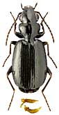 Carabidae: Syntomus truncatellus (L.)