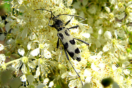 Chlorophorus (Immaculatus) herbstii (Brahm, 1790)
