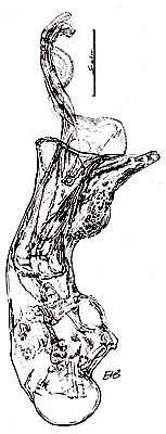 Gyrophaena lucidula Erichson, 1837