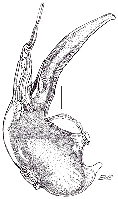 Gyrophaena obsoleta Ganglbauer, 1895