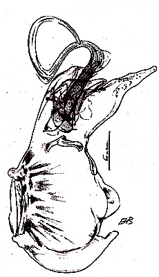 Gyrophaena orientalis A.Strand, 1938