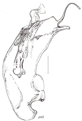 Gyrophaena poweri Crotch, 1867
