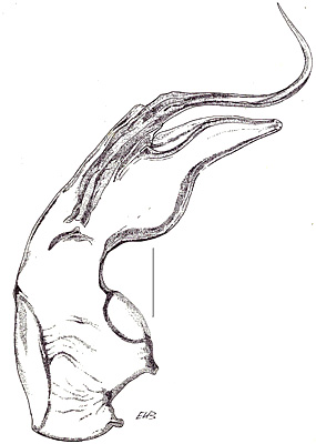 Gyrophaena rugipennis Mulsant et Rey, 1861