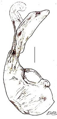 Gyrophaena strictula Erichson, 1839