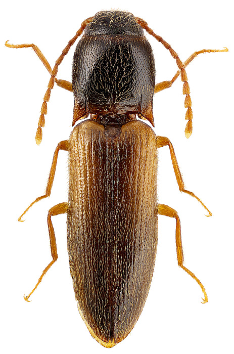 Adrastus circassicus Reitter, 1896