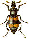 Carrion beetles (Silphidae)