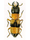  (Staphylinidae)