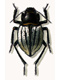 Darkling beetles (Tenebrionidae)