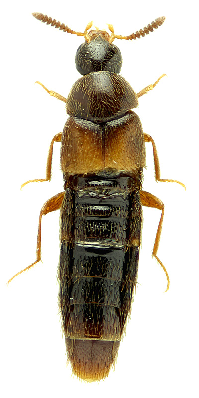 Aleochara (Heterochara) spissicornis Erichson, 1839