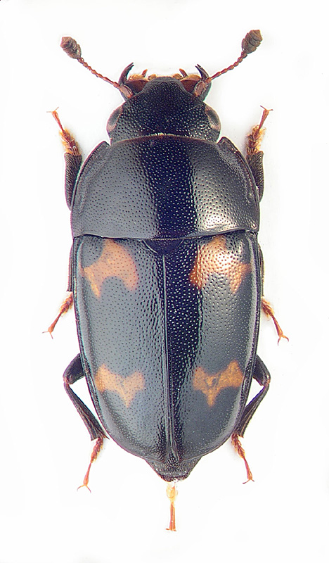 Glischrochilus ipsoides Rtt.