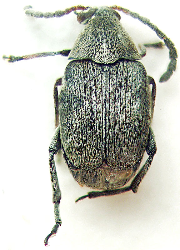 Bruchidius tuberculatus  