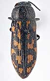 <I>Acmaeodera (Acmaeotethya) kachetica</I> Semenov, 1896