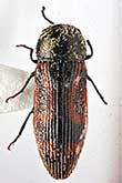 <I>Acmaeodera (Cobosiella) glebi</I> Volkovitsh, 2009