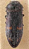 <I>Acmaeoderella (Carininota) varsobica</I> (Stepanov, 1958)