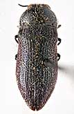 <I>Acmaeoderella (Euacmaeoderella) semiviolacea cyaneomixta</I> (Semenov, 1895)