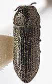 <I>Acmaeoderella (Euacmaeoderella) nigrentis</I> Volkovitsh, 1979
