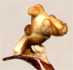  Carabus maeander