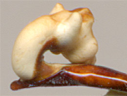 endophallus Carabus sichotensis
