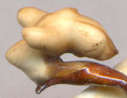  Carabus truncaticollis