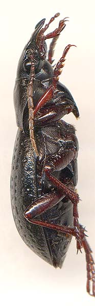 Carabus hungaricus cribellatus, 