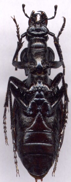 Carabus  circassicus, female
