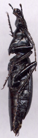 Carabus  circassicus, female