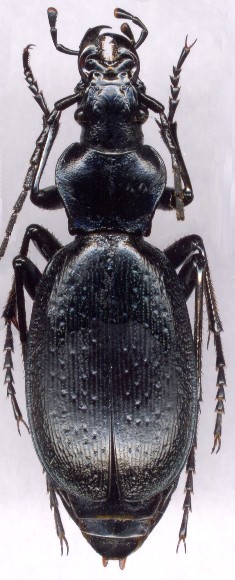 Carabus  circassicus, male